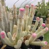 Micranthocereus_ polyanthus